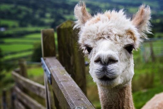 Laura has been working with a local couple in Dentdale who raise Alpacas.