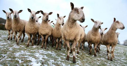 Bluefaced Leicester Sheep