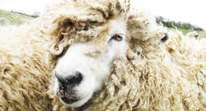 British sheepskin, leather, wool, wool week