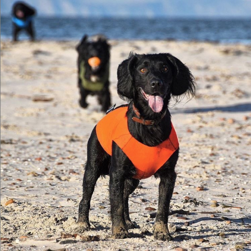 CountryMun Dogwear, UK-made dog accessories