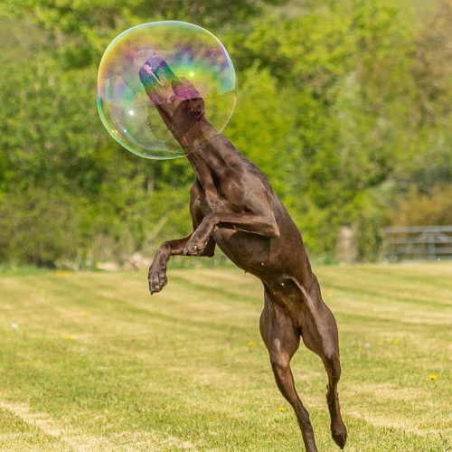 British-made dog toys by Dr Zigs