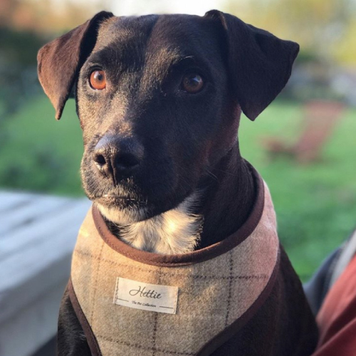 Hettie, UK-made dog accessories