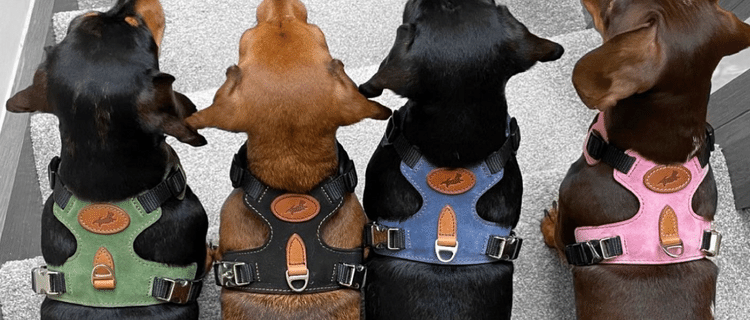 Presents for pets made in Britain