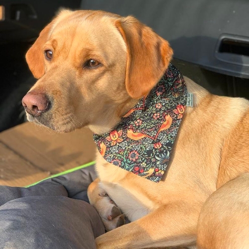 Barkley and Fetch Dog Accessories - British-made brand