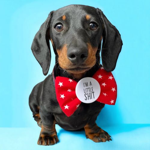 Franky's Bowtique Dog Badge Bow
